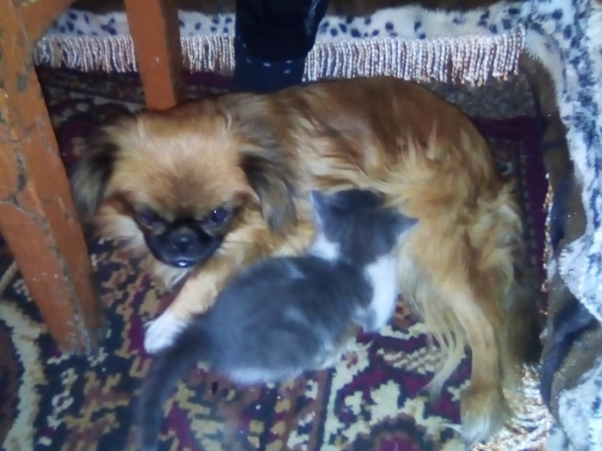  Собака стала приемной матерью для двух котят в Забайкалье 
